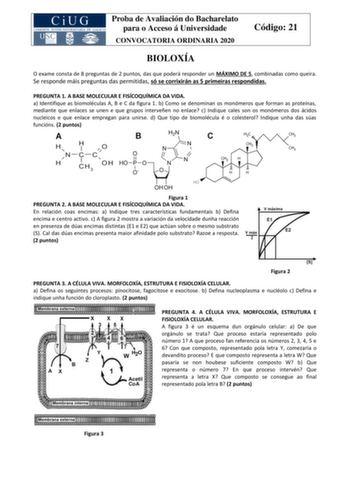 Proba de Avaliación do Bacharelato para o Acceso á Universidade CONVOCATORIA ORDINARIA 2020 Código 21 BIOLOXÍA O exame consta de 8 preguntas de 2 puntos das que poderá responder un MÁXIMO DE 5 combinadas como queira Se responde máis preguntas das permitidas só se corrixirán as 5 primeiras respondidas PREGUNTA 1 A BASE MOLECULAR E FISÍCOQUÍMICA DA VIDA a Identifique as biomoléculas A B e C da figura 1 b Como se denominan os monómeros que forman as proteínas mediante que enlaces se unen e que gru…